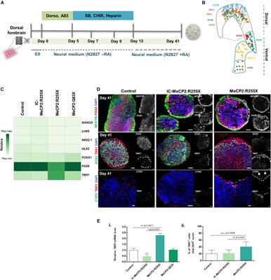 Modeling Rett Syndrome With Human Patient-Specific Forebrain Organoids